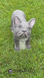 
      18" French Bulldog
      