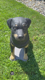 
      30" Rottweiler
      
