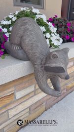 
      Playful Raccoon
      